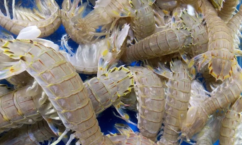 蝦蛄挑選技巧 蝦蛄挑選技巧