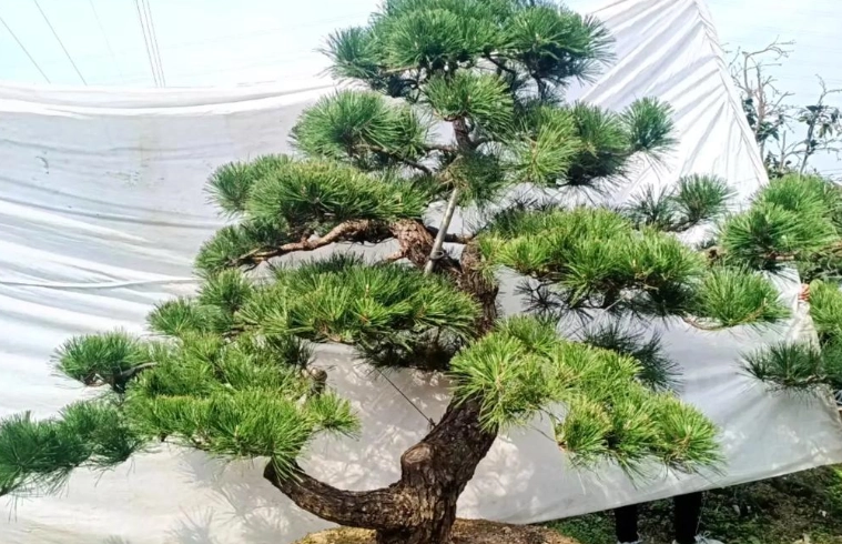 如何區分黑松五葉松 如何區分黑松五葉松