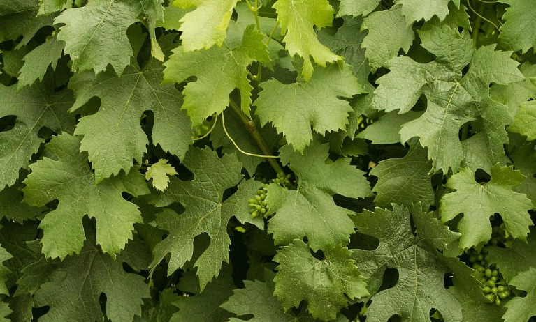 葡萄葉子用途 葡萄葉子用途