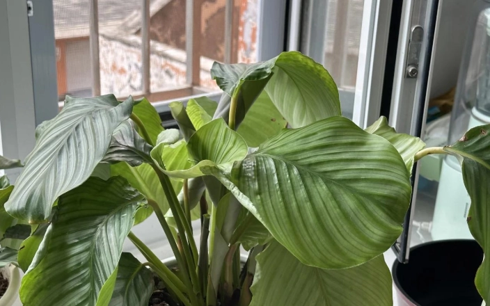 植物葉子下垂原因 植物葉子下垂原因