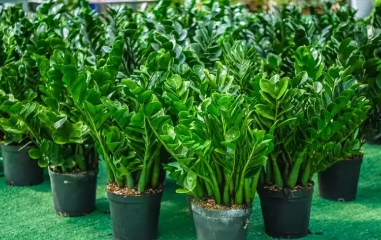 矮化金錢樹技巧