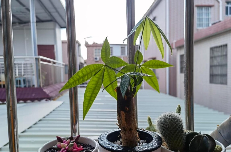 發財樹養護 發財樹養護