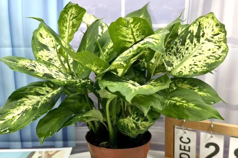 Dieffenbachia 中毒處理 Dieffenbachia 中毒處理