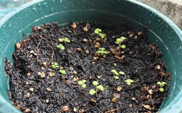 薄荷種子種植技巧