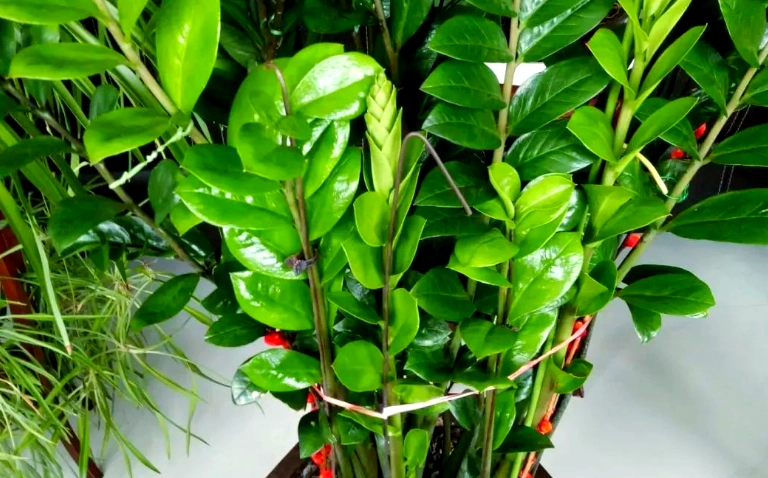 金錢樹養護 金錢樹養護