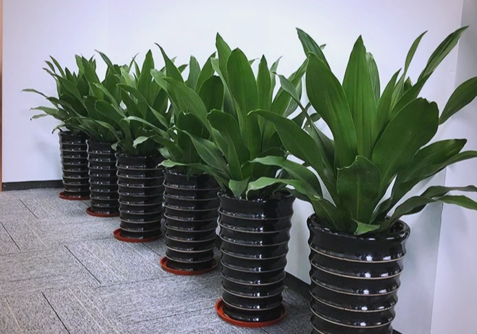 低維護室內植物 低維護室內植物