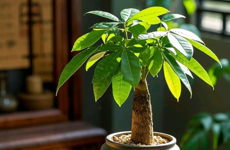 矮化金錢樹技巧