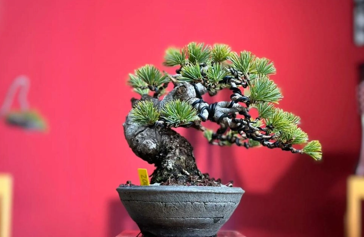 如何區分黑松五葉松 如何區分黑松五葉松