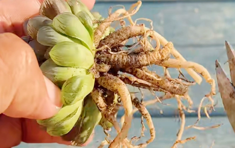 多肉植物換盆時機