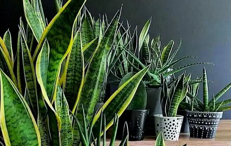 低光照植物推薦