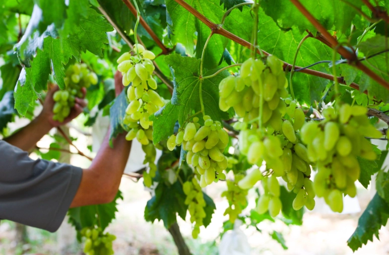 萄葡种植技巧 萄葡种植技巧