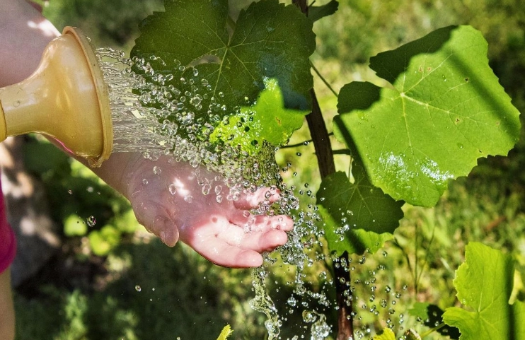 葡萄種植技巧 葡萄種植技巧