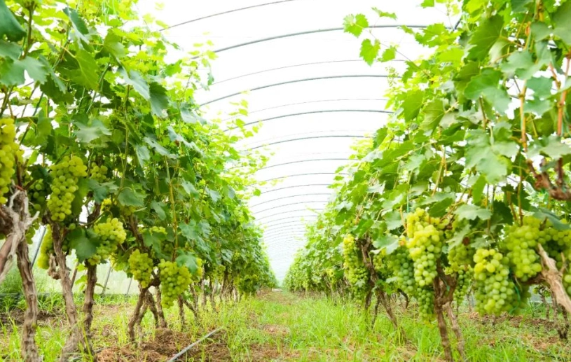 萄葡种植技巧 萄葡种植技巧
