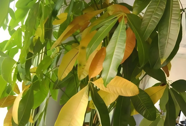發財樹葉子變黃 發財樹葉子變黃