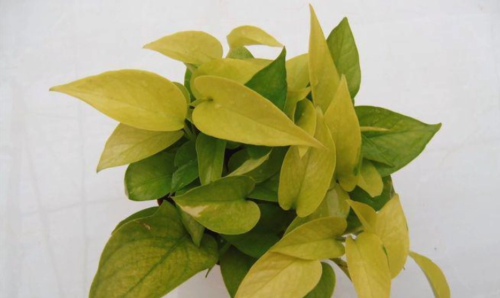 新手養植物 新手養植物