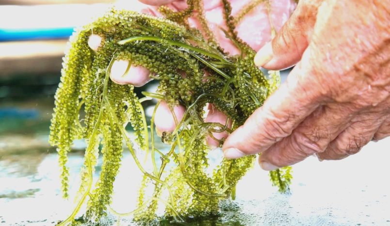 海葡萄養殖技術 海葡萄養殖技術