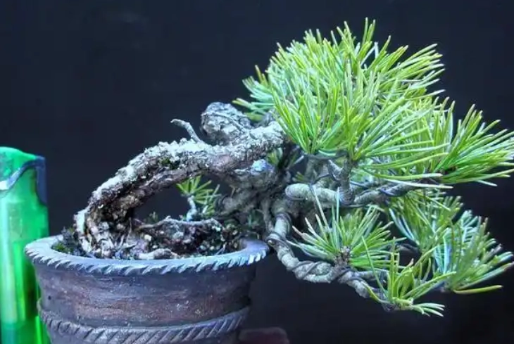 二葉松五葉松比較