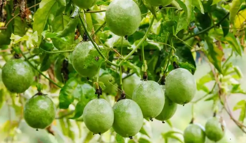 百香果食用方法