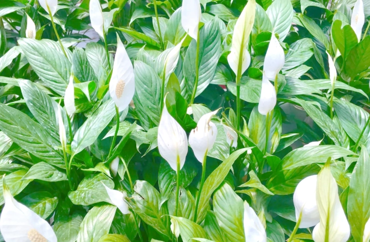 低維護室內植物