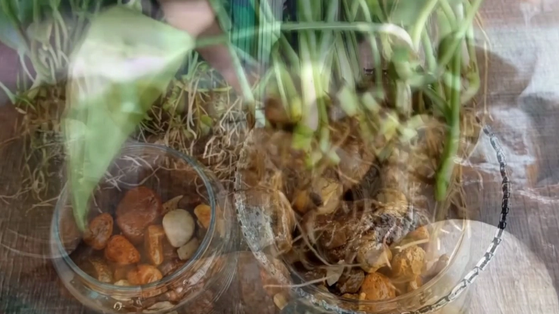 水耕黃金葛爛根處理