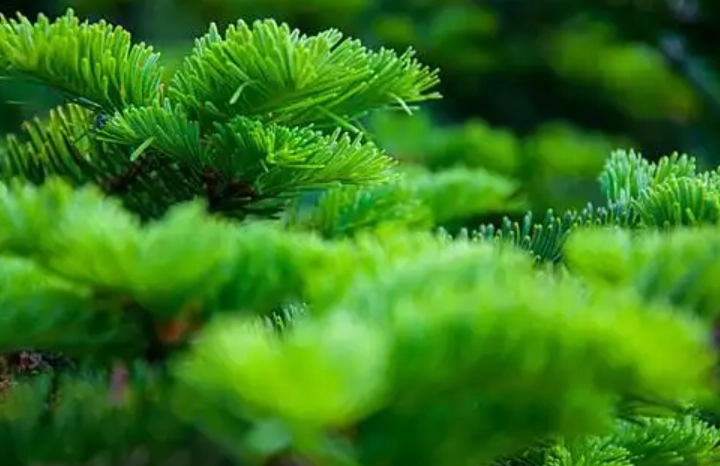 柏樹病蟲害防治