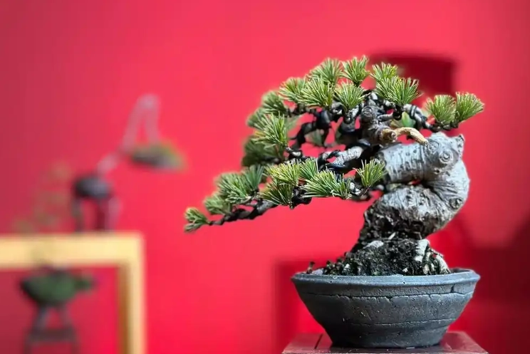 黑松與五葉松差異 黑松與五葉松差異