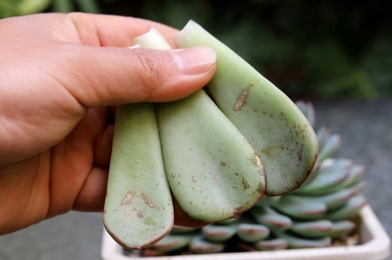 多肉掉葉解決方法 多肉掉葉解決方法