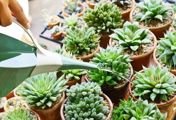 多肉植物照顧