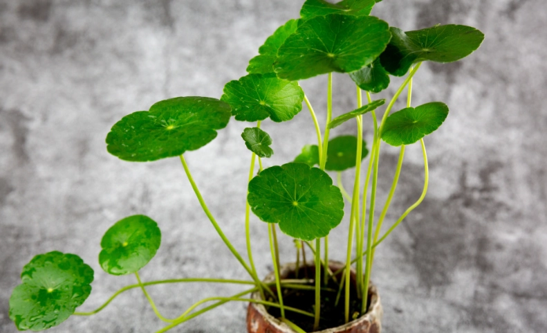 金錢草養護方法 金錢草養護方法