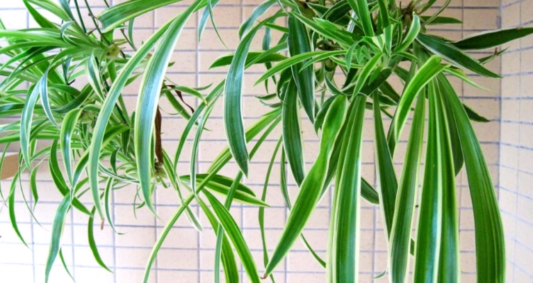 懶人植物推薦 懶人植物推薦