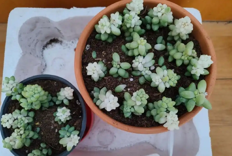 多肉植物換盆時機