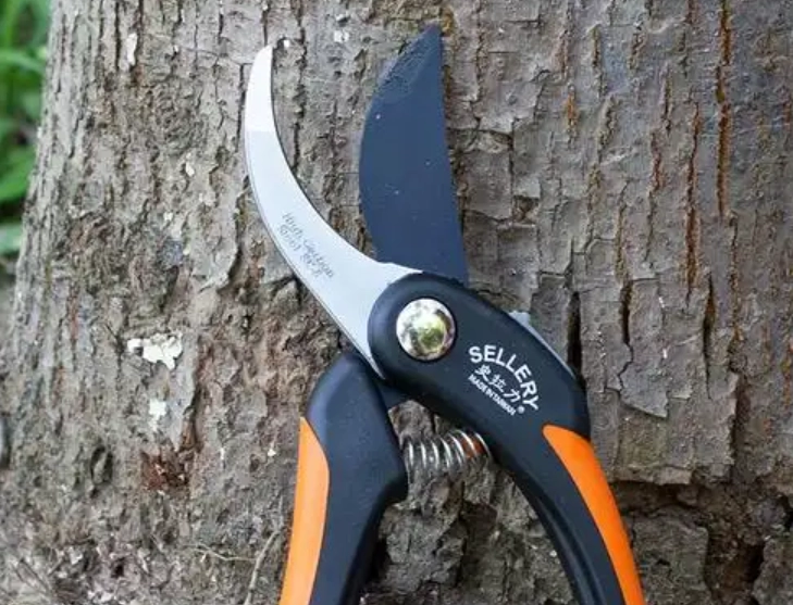 黛粉葉繁殖方法 黛粉葉繁殖方法