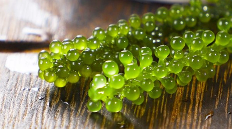 海葡萄冷藏技巧