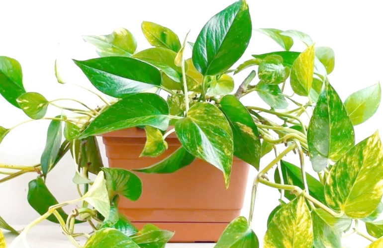 懶人植物推薦 懶人植物推薦