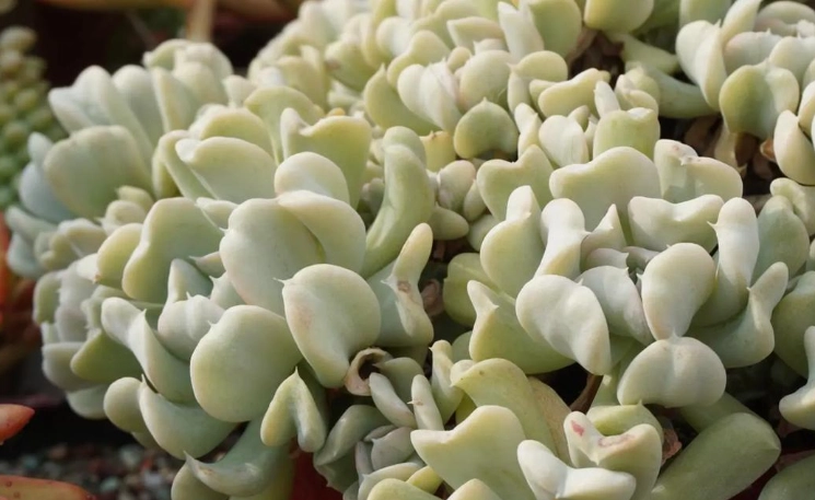 多肉晒太阳方法 多肉晒太阳方法