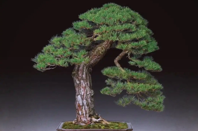 盆栽松樹技巧 盆栽松樹技巧