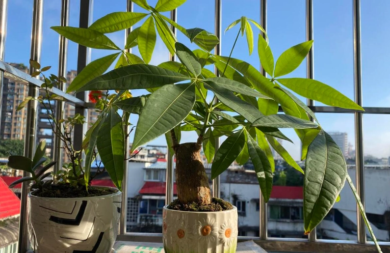 發財樹施肥技巧 發財樹施肥技巧