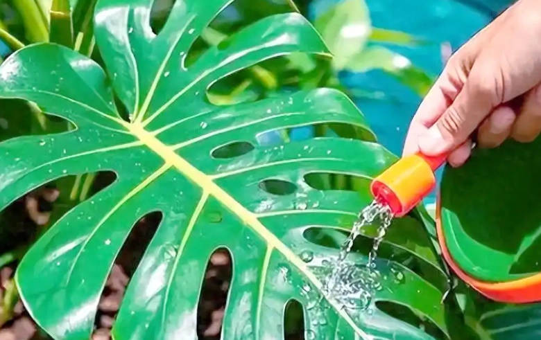 龜背芋澆水頻率 龜背芋澆水頻率