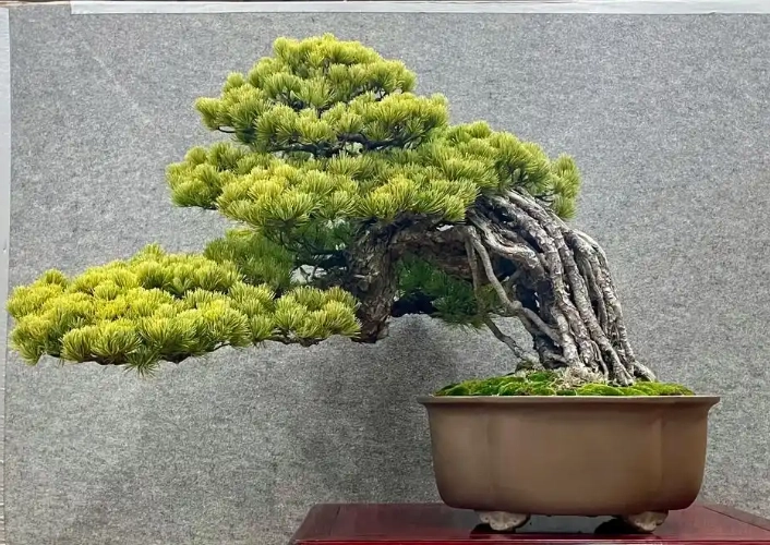 二葉松五葉松比較