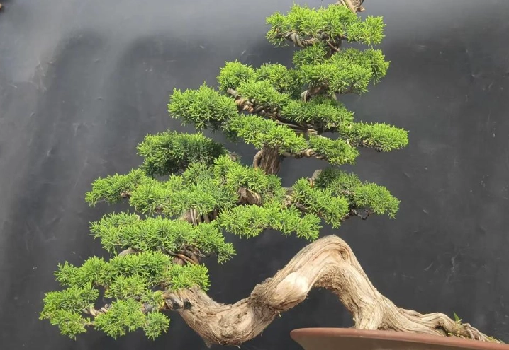 真柏養護方法 真柏養護方法