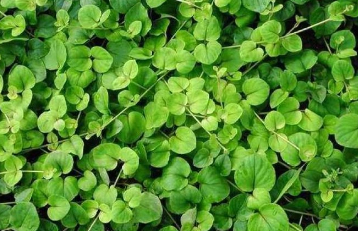 金錢草養護方法 金錢草養護方法