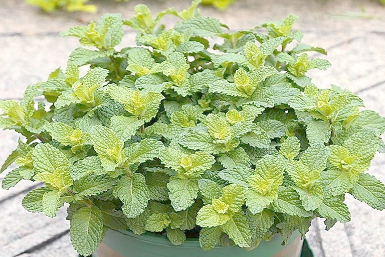 薄荷盆栽技巧