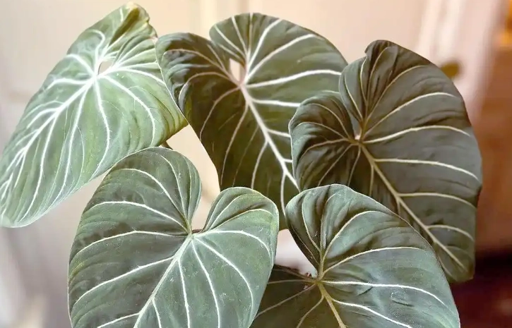 新手養植物 新手養植物