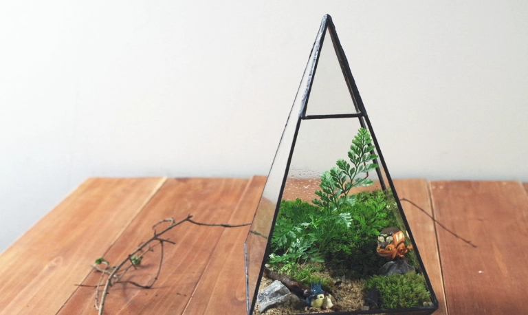 室內蕨類植物養護