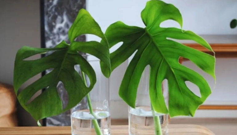 天堂鳥龜背芋 照顧