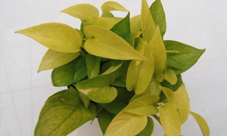 黃金葛寵物安全