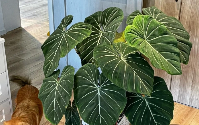 懶人植物推薦 懶人植物推薦