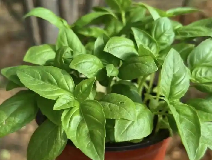 甜羅勒種植時間