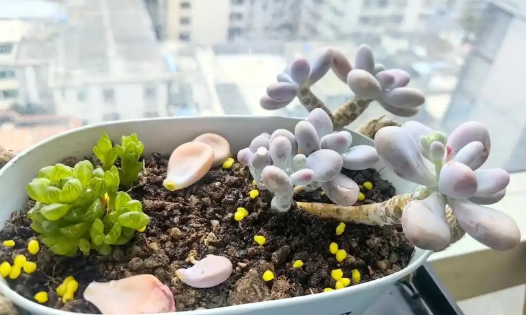 多肉植物浇水频率