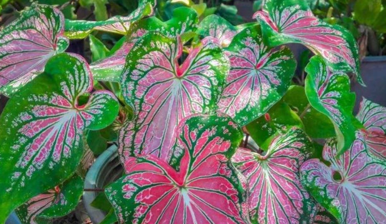 黛粉葉養護 黛粉葉養護